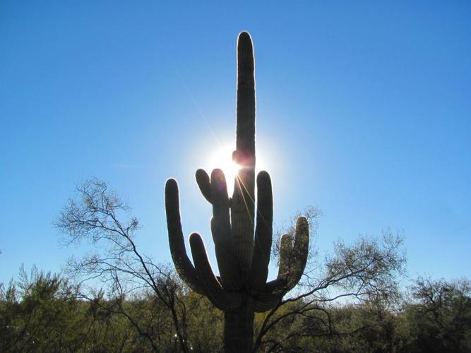 Sunlight and saguaro
