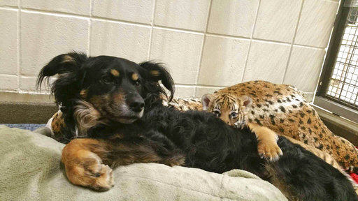 Dog takes over as tiger cubs' 'nanny' at Cincinnati Zoo