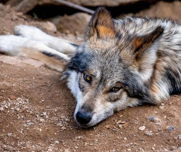 ֱ-Sonora Desert Museum wolves