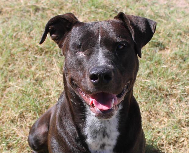 Joey — Labrador Retriever