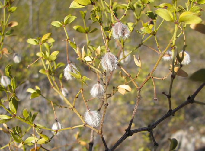 Creosote seed capsules
