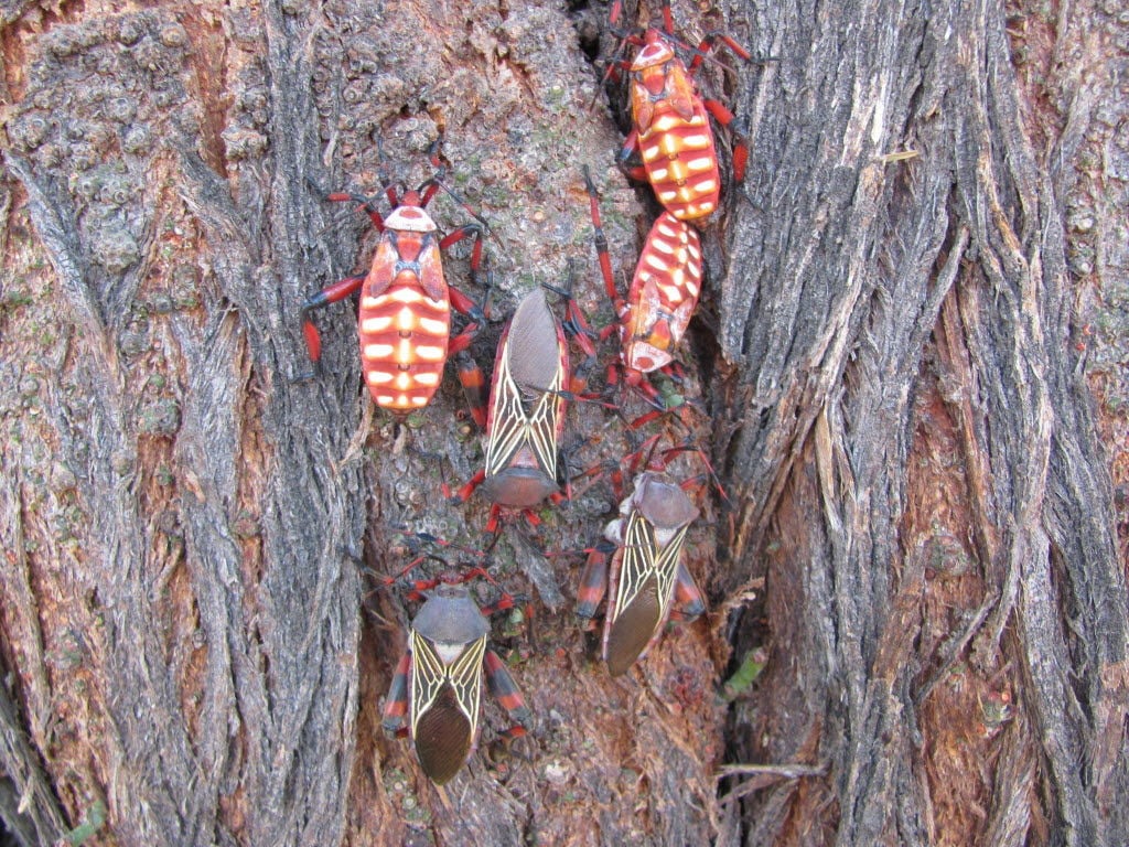 Giant mesquite bugs are beautiful, harmless and common