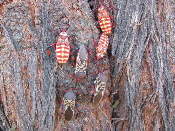 Giant mesquite beetle aren't as bad as they look