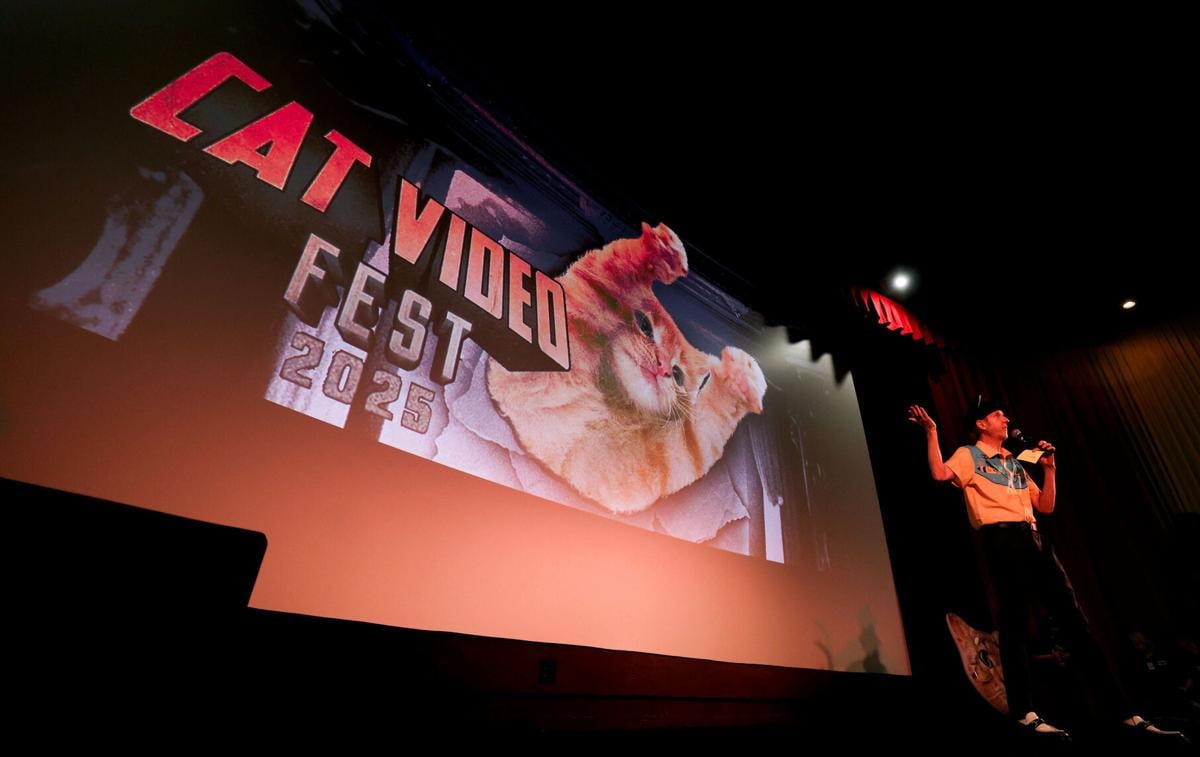 Cat Video Fest 2025 at The Loft Cinema (copy)