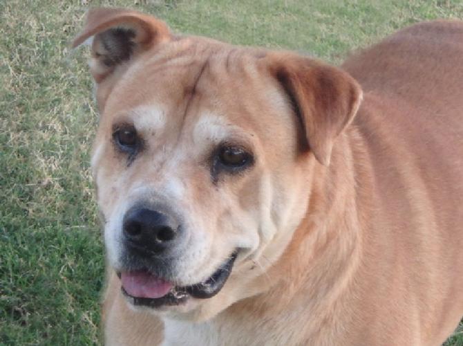 Adopt A Friend: Piggy