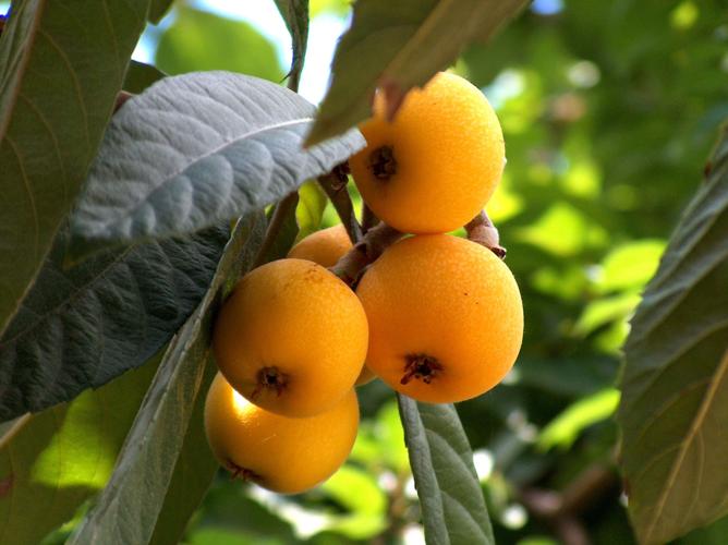 Loquat