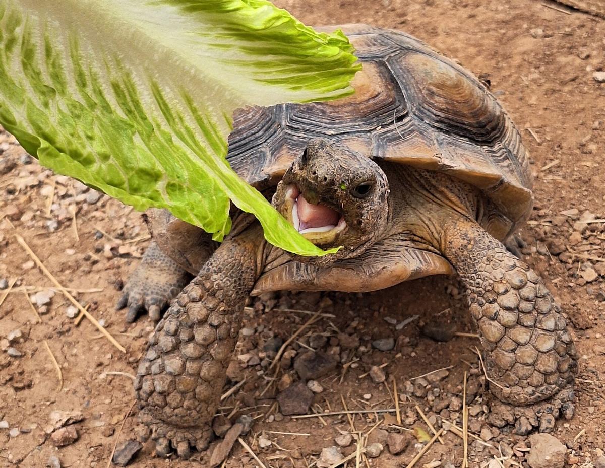 Scooter the Sonoran desert tortoise