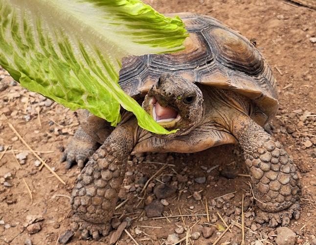 Scooter the Sonoran desert tortoise
