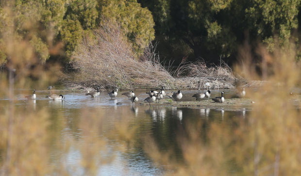 Coachline Road birding