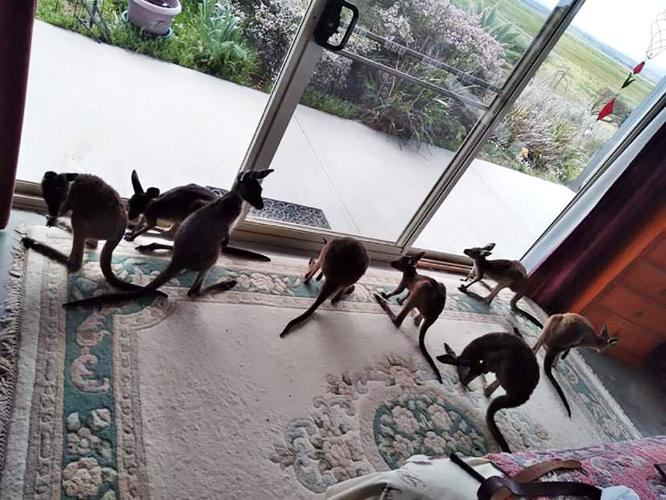 Wombats, snails, ferrets: The animals that brought us joy during the pandemic