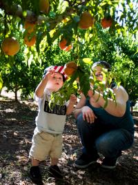 Arizona Scene: Get out to the farm for fresh peaches, sweet corn