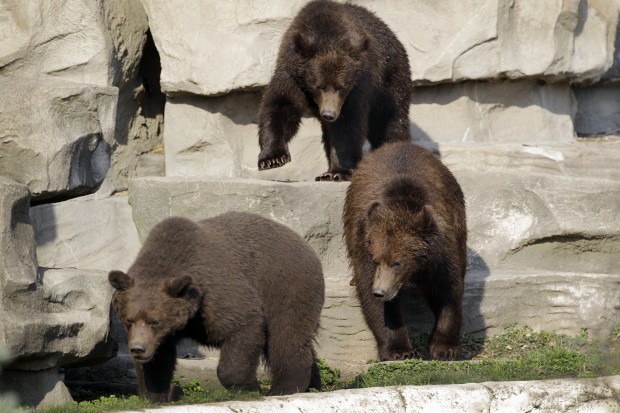 Animal shots of the week