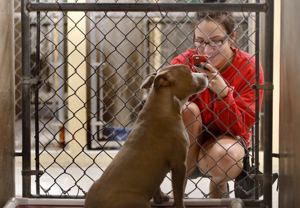 Pima Animal Care Center