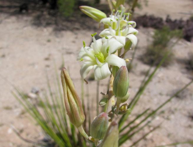 Desert flowers