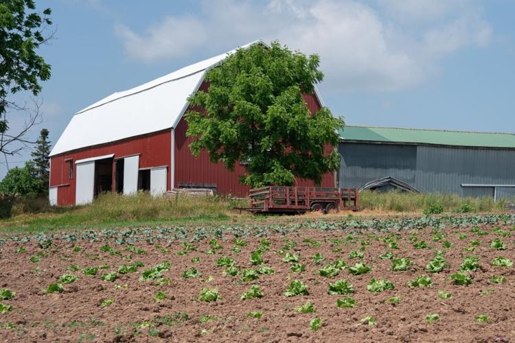 Becker Farms (copy)
