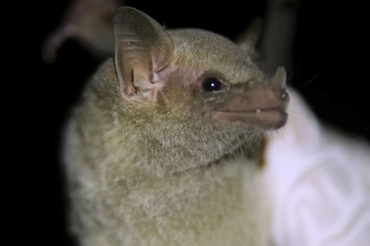 Endangered Bat Arizona