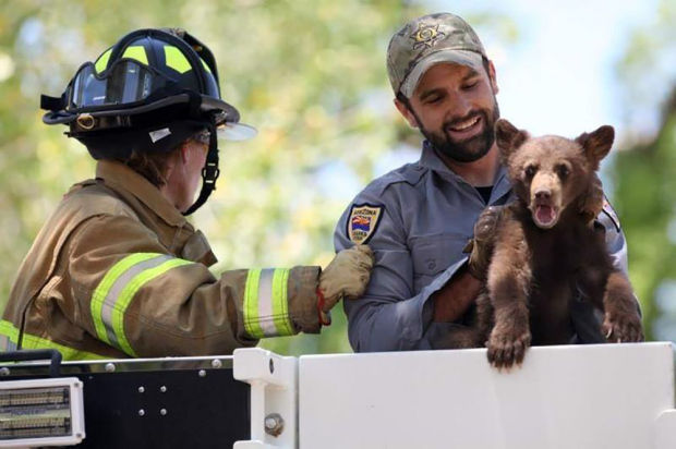 Female bear and two cubs relocated after being found on Fort Huachuca