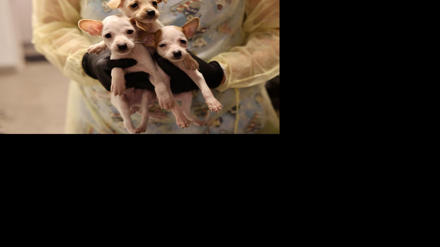 Huge pack of small dogs rescued in Tucson