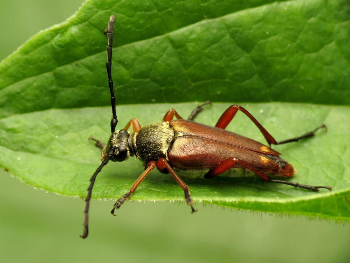Garden Sage: Flower longhorn beetle