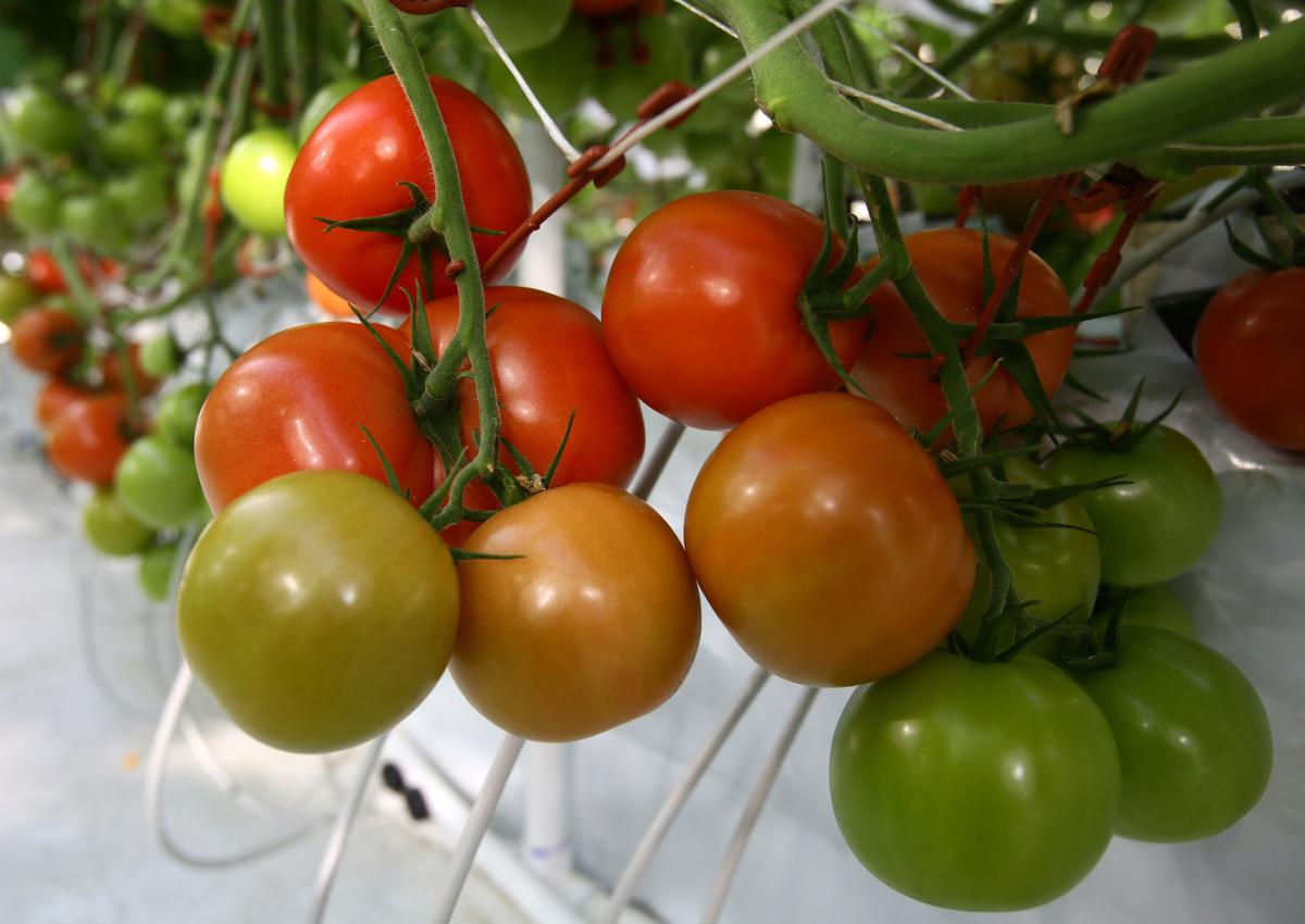 Tomatoes