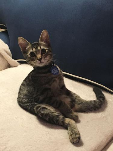 Despite rough start, kitten's enthusiasm knows no bounds