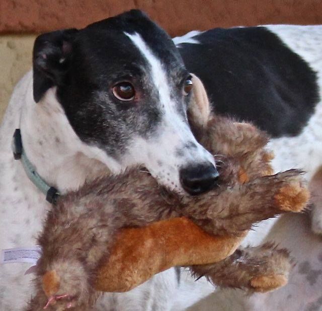 Learn how to help great dogs like Sammy