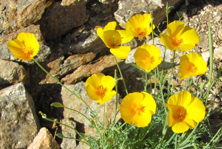 Gold poppies in Catalinas