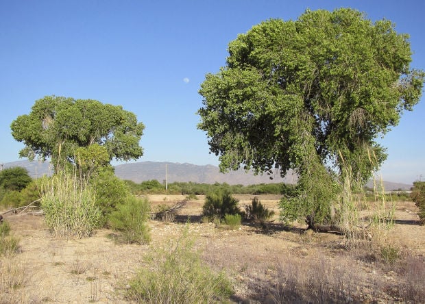 Cottonwoods, wild shrubs gaining greater foothold in Tanque Verde Creek