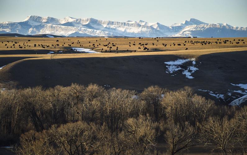 Bison from the Blackfeet Buffalo Program