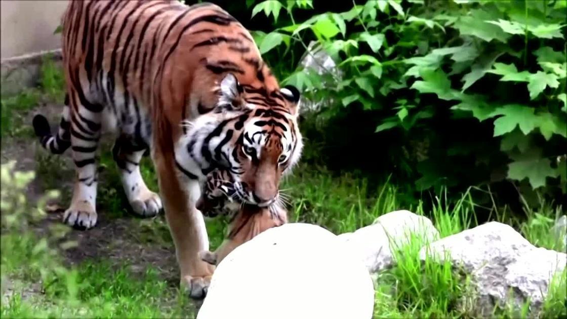 Photos: 'Excited' Polish zoo unveils rare Siberian tiger cubs