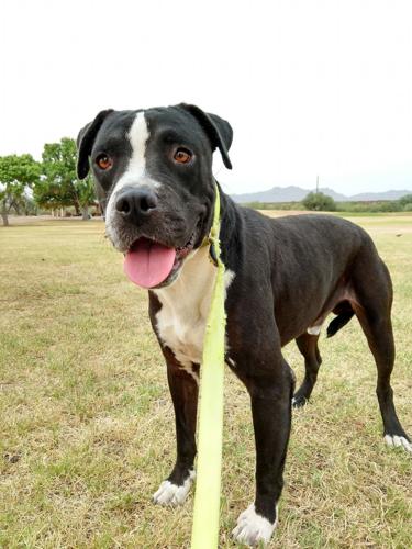 Adopt a friend: Rocko