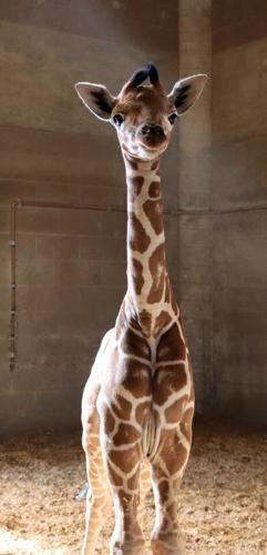 Meet Reid Park Zoo's 6-foot tall newborn