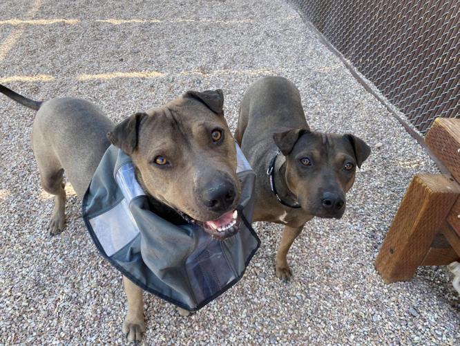 Adopt a friend: Chomoko and Chona