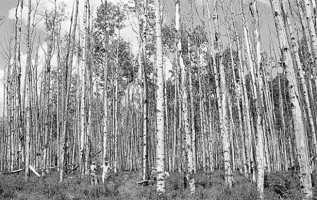 Researchers look into what's killing aspen  
