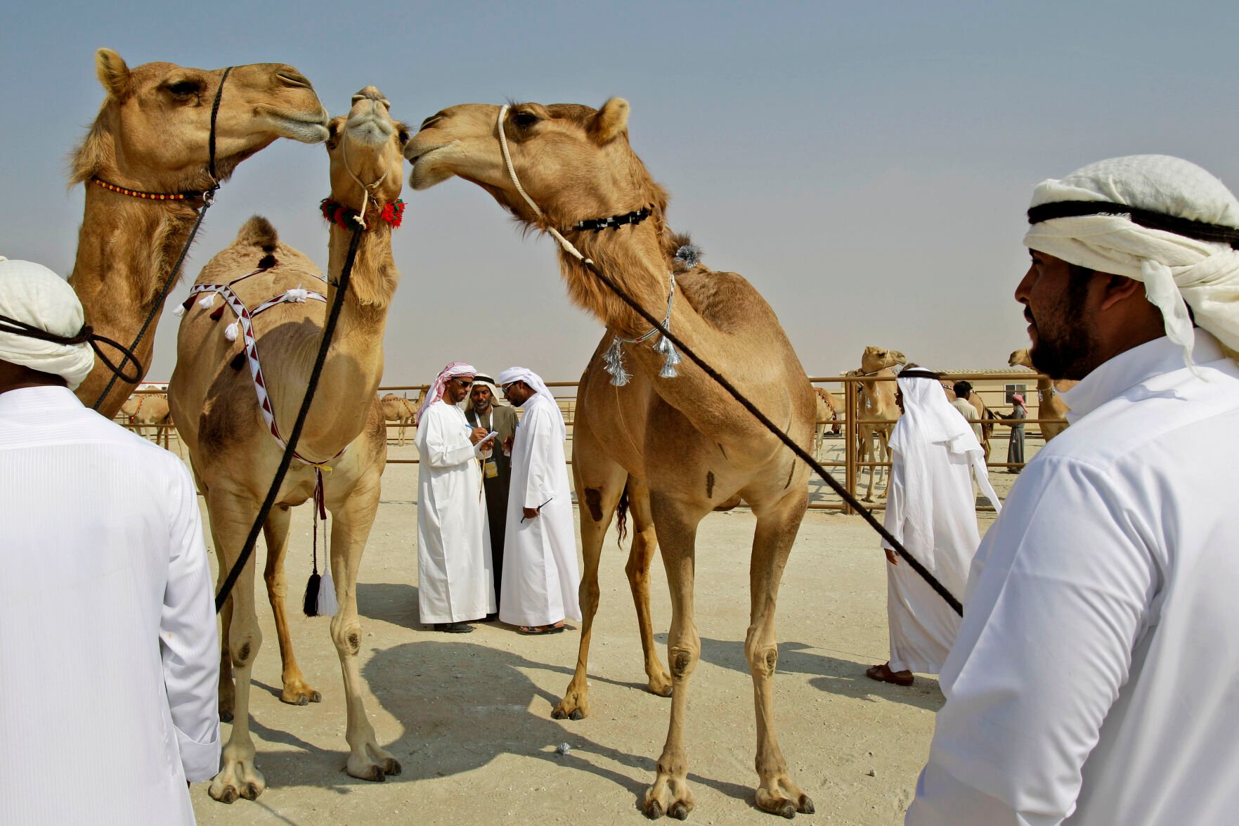 Dozens Of Camels Barred From Saudi Beauty Contest Over Botox