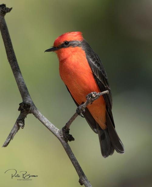 Male Vermillion Flycatcher