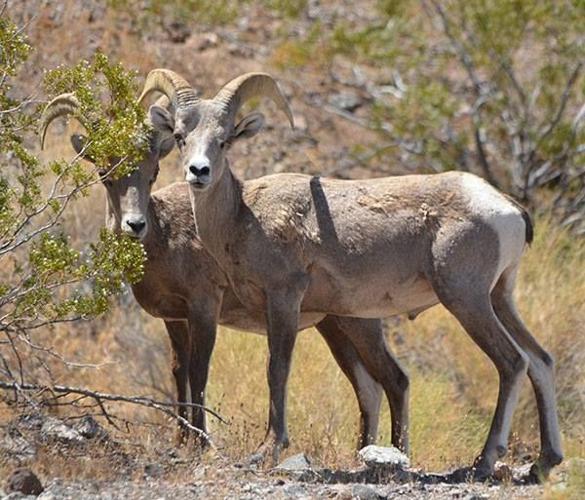 Desert bighorn sheep