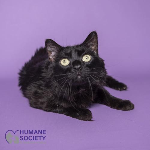 Adopt a friend: Licorice