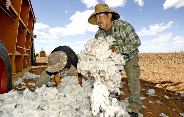 Cotton is currently fabric of their lives   