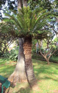 Garden Sage: Care for a growing Sago that can live hundreds of years