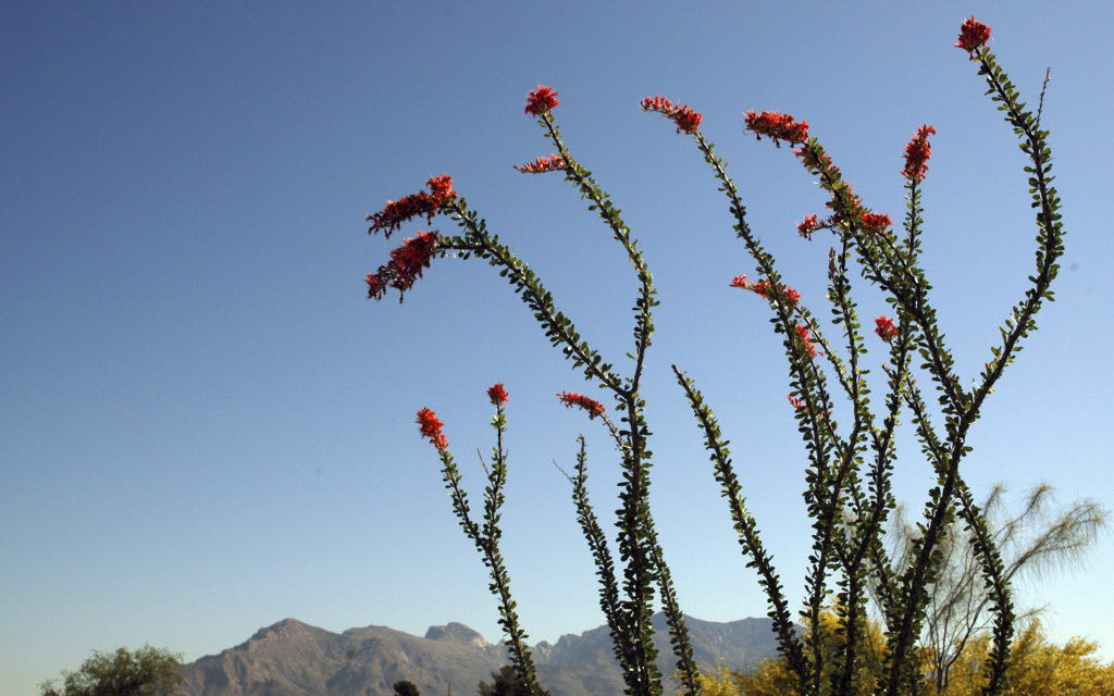 Ocotillo