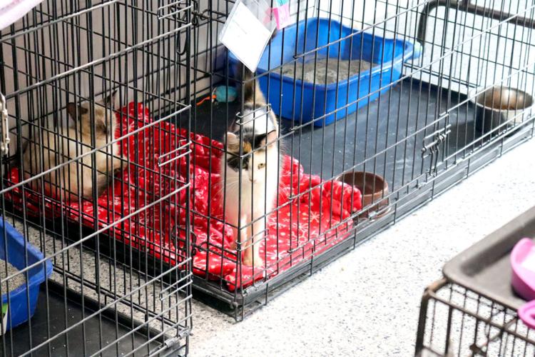 Buffalo County Humane Association