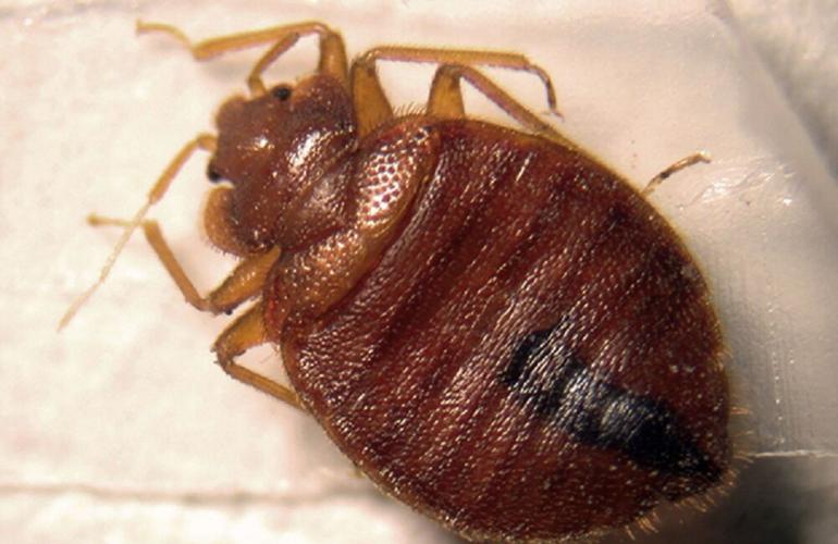 Bed-Bug.jpg