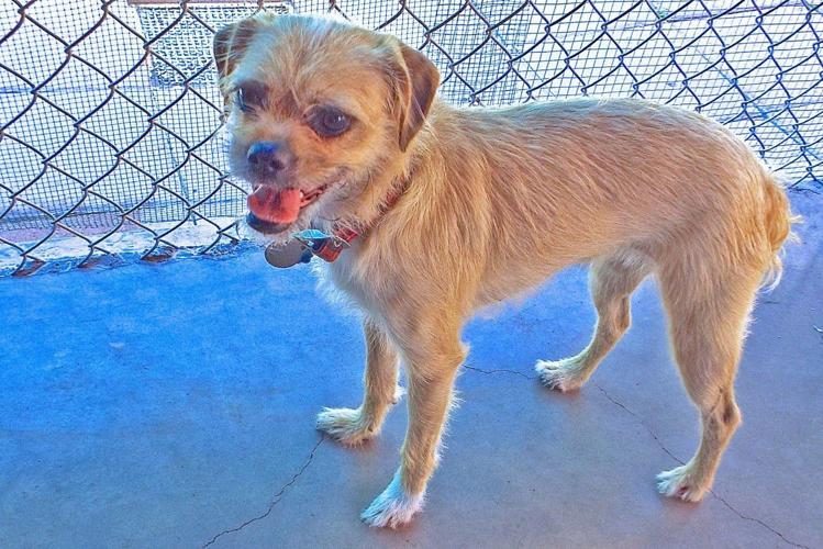 Adopt a friend: Munchies