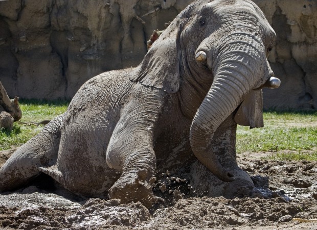 Reid Park elephants dig the mud wallow