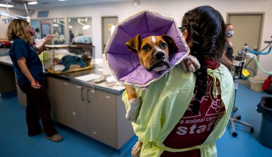 PACC, pets