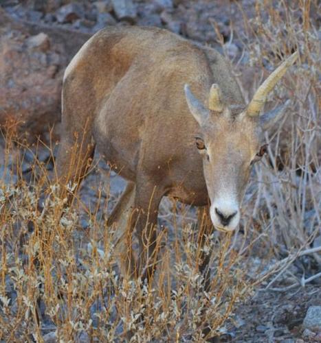 Desert bighorn sheep