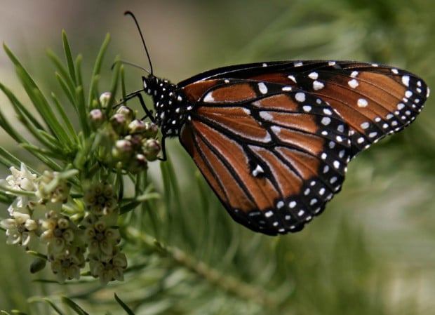 Queen butterfly on milkweed