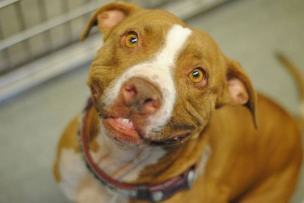 Pima Animal Care Center