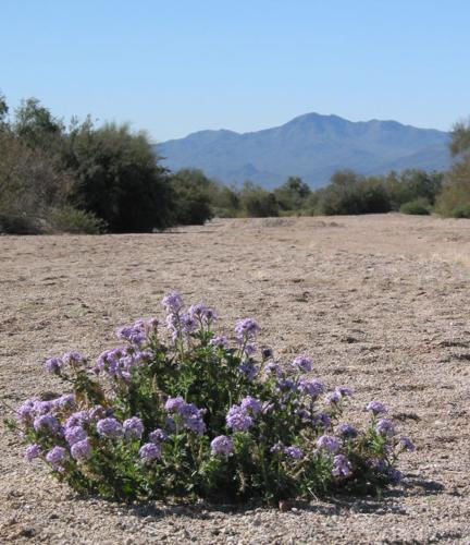 Southwest wildflowers